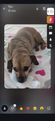 Lost Female Dog last seen Tranquility road, Moneta Va, Moneta, VA 24121