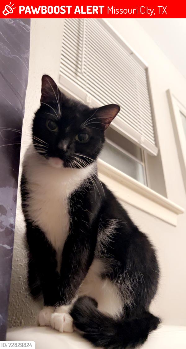 Lost Female Cat last seen Quail glen , Missouri City, TX 77489