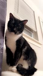 Lost Female Cat last seen Quail glen , Missouri City, TX 77489