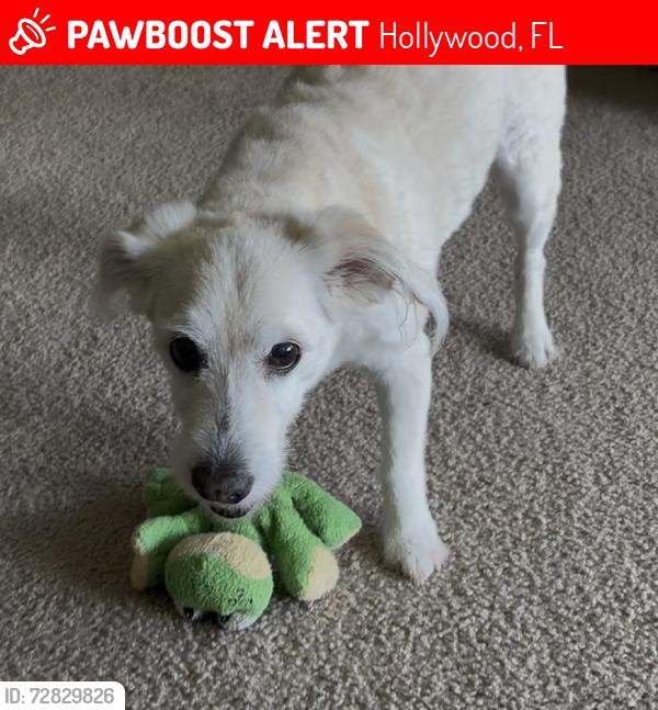 Lost Female Dog last seen Taft Street & N 56 Ave, Hollywood, FL 33021