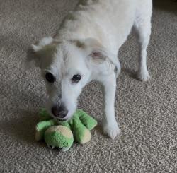 Lost Female Dog last seen Taft Street & N 56 Ave, Hollywood, FL 33021