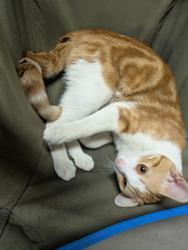 Found/Stray Male Cat last seen Sorrento neighborhood, Maricopa, AZ 85138