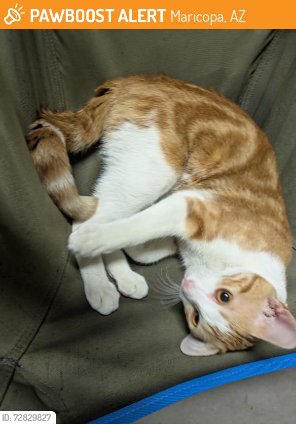 Found/Stray Male Cat last seen Sorrento neighborhood, Maricopa, AZ 85138
