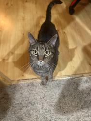 Reunited Female Cat last seen Indian Chase Subdivision , Bolingbrook, IL 60490