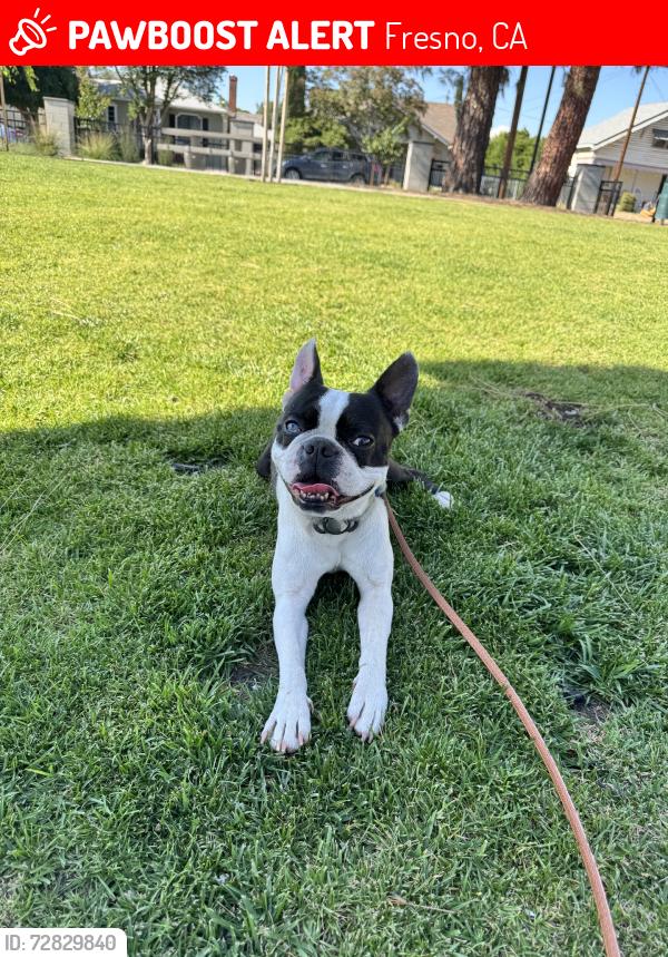 Lost Male Dog last seen Augusta  fresno, Fresno, CA 93726