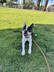 Lost Male Dog last seen Augusta  fresno, Fresno, CA 93726