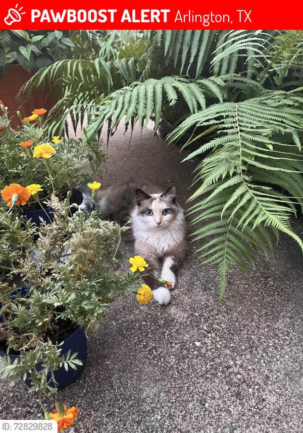 Lost Female Cat last seen Dauphine Court and Moselle Dr. Arlington, TX 76016, Arlington, TX 76016
