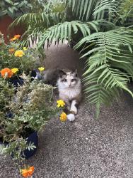 Lost Female Cat last seen Dauphine Court and Moselle Dr. Arlington, TX 76016, Arlington, TX 76016