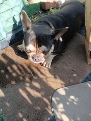 Found/Stray Male Dog last seen Pacific st, Highland, CA 92346