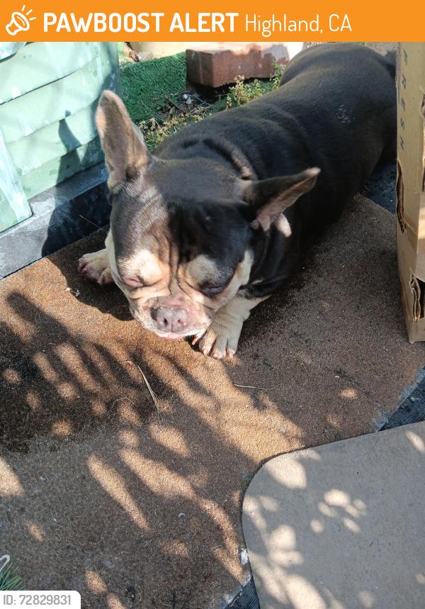 Found/Stray Male Dog last seen Pacific st, Highland, CA 92346