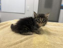 Shelter Stray Male Cat last seen E 75th St & Main St, 64114, 64114, MO, Kansas City, MO 64132