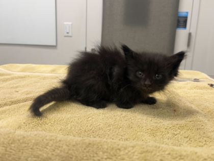 Shelter Stray Male Cat last seen E 75th St & Main St, 64114, 64114, MO, Kansas City, MO 64132