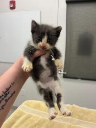 Shelter Stray Male Cat last seen Near Elmwood Ave, 64132, MO, Kansas City, MO 64132