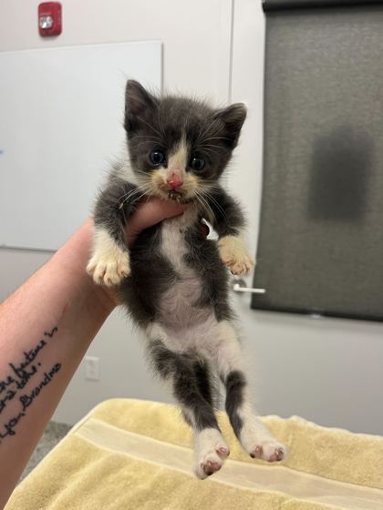 Shelter Stray Male Cat last seen Near Elmwood Ave, 64132, MO, Kansas City, MO 64132