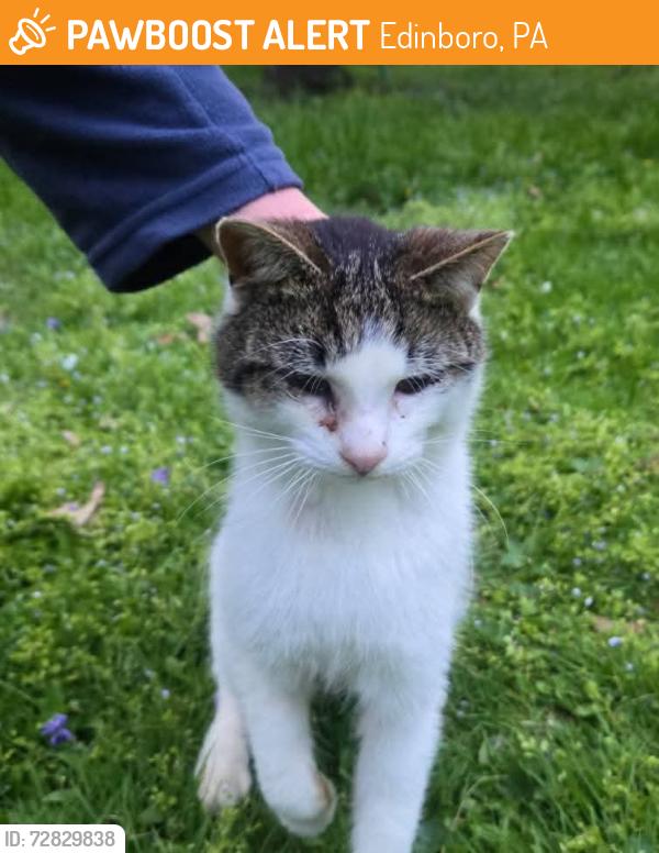 Found/Stray Male Cat last seen Terrace Drive , Edinboro, PA 16412