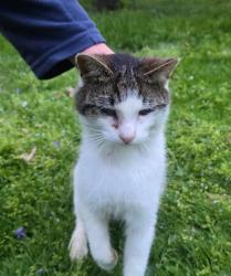 Found/Stray Male Cat last seen Terrace Drive , Edinboro, PA 16412