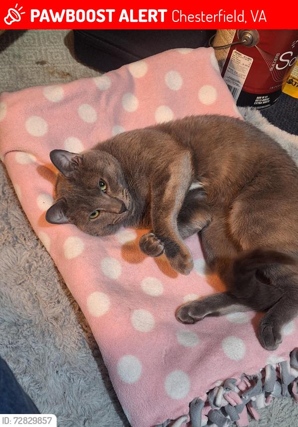 Lost Male Cat last seen Cramps store summer Ford , Chesterfield, VA 23832