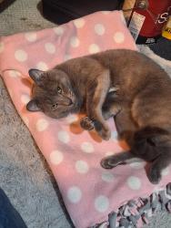 Lost Male Cat last seen Cramps store summer Ford , Chesterfield, VA 23832