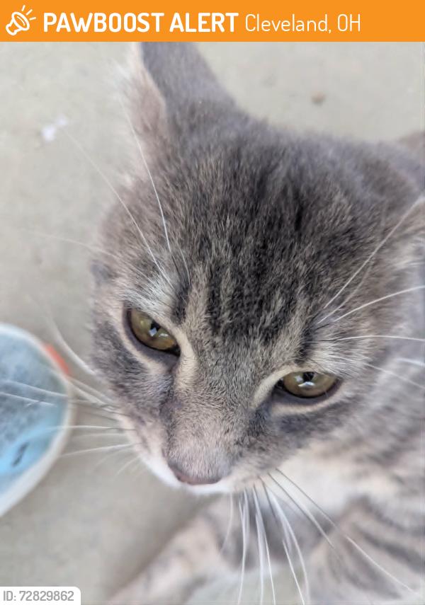 Found/Stray Male Cat last seen 123rd, Cleveland, OH 44108