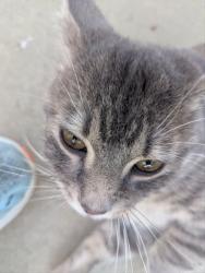 Found/Stray Male Cat last seen 123rd, Cleveland, OH 44108