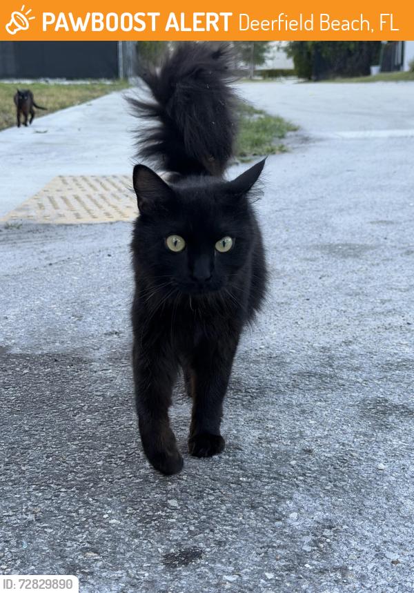 Found/Stray Unknown Cat last seen Hillsboro east , Deerfield Beach, FL 33441