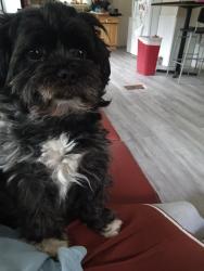 Lost Male Dog last seen Bohannon Park, Minneapolis, MN 55430