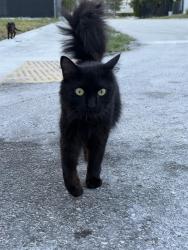 Found/Stray Unknown Cat last seen Hillsboro east , Deerfield Beach, FL 33441