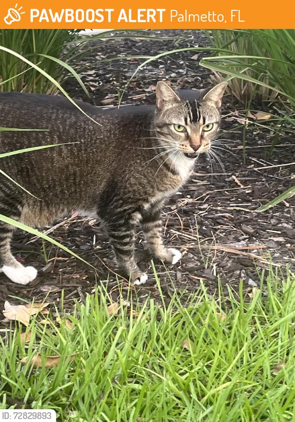 Found/Stray Female Cat last seen Moccassin wallow and gillet, Palmetto, FL 34221