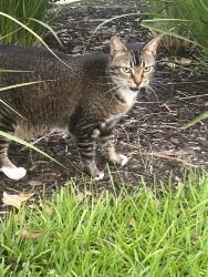 Found/Stray Female Cat last seen Moccassin wallow and gillet, Palmetto, FL 34221
