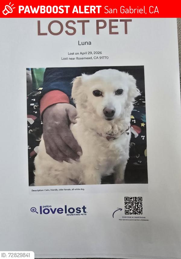 Lost Female Dog last seen Norwood and Marshall , San Gabriel, CA 91776