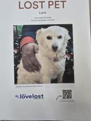 Lost Female Dog last seen Norwood and Marshall , San Gabriel, CA 91776
