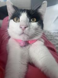 Lost Female Cat last seen Near Queen Village, Philadelphia, PA 19147
