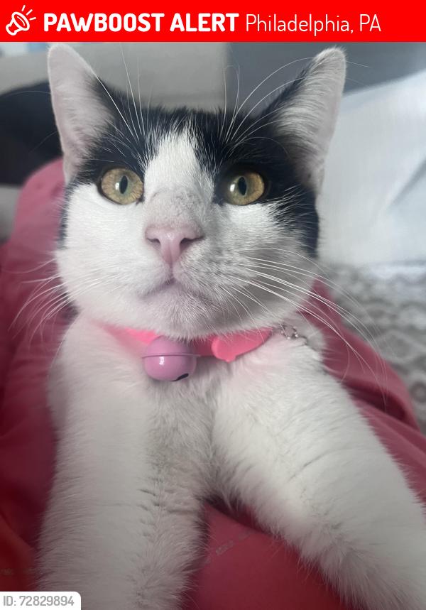 Lost Female Cat last seen Near Queen Village, Philadelphia, PA 19147