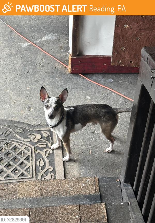 Found/Stray Male Dog last seen Scott street on West Reading, close to Oakbrook, Reading, PA 19611