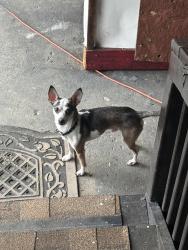 Found/Stray Male Dog last seen Scott street on West Reading, close to Oakbrook, Reading, PA 19611