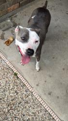 Found/Stray Female Dog last seen May Valley , The Woodlands, TX 77354