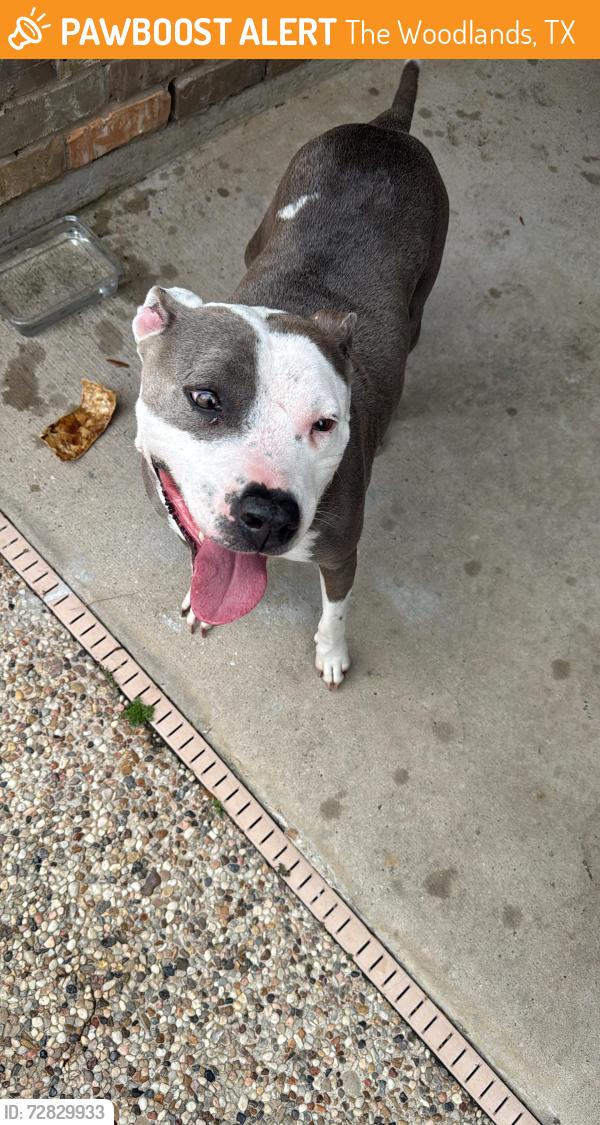 Found/Stray Female Dog last seen May Valley , The Woodlands, TX 77354