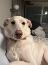 Reunited Female Dog last seen cross st and old oaken bucket, Norwell, MA 02061