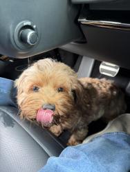 Found/Stray Female Dog last seen Mueschke and 2920, Harris County, TX 77377