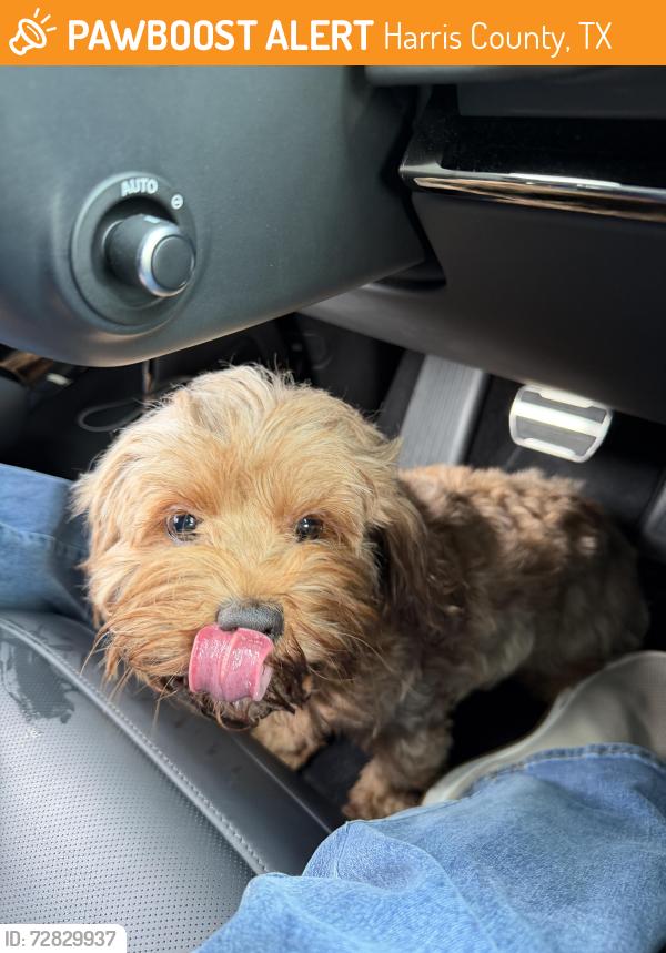 Found/Stray Female Dog last seen Mueschke and 2920, Harris County, TX 77377