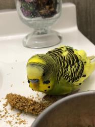 Found/Stray Male Bird last seen Caton Farm Rd and Drauden, Plainfield, IL 60544