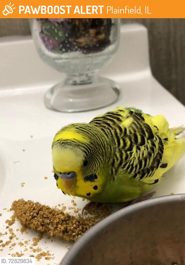 Found/Stray Male Bird last seen Caton Farm Rd and Drauden, Plainfield, IL 60544