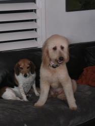 Lost Female Dog last seen 7th and Greenbriar, Lake Park, FL 33403