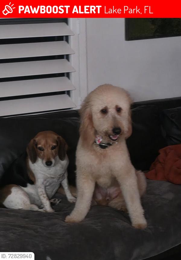 Lost Female Dog last seen 7th and Greenbriar, Lake Park, FL 33403