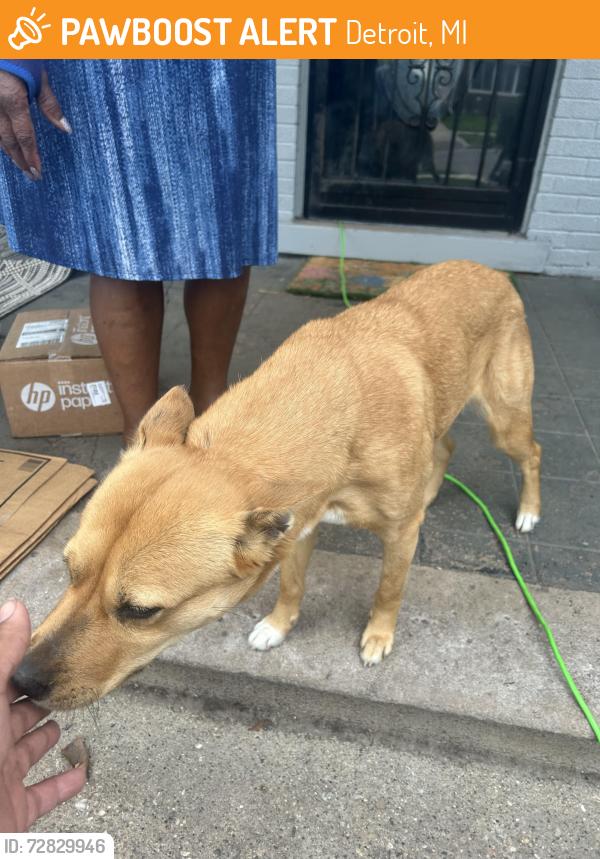 Found/Stray Female Dog last seen Jefferson and Lakewood , Detroit, MI 48215