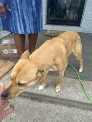 Found/Stray Female Dog last seen Jefferson and Lakewood , Detroit, MI 48215