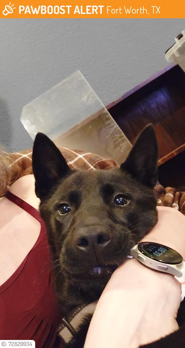 Found/Stray Female Dog last seen Timberview Ct N , Fort Worth, TX 76112