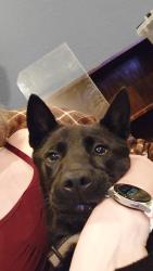 Found/Stray Female Dog last seen Timberview Ct N , Fort Worth, TX 76112