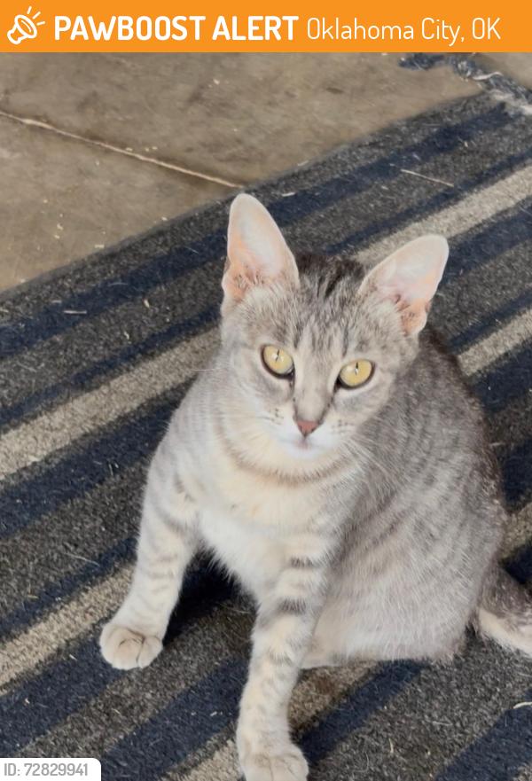 Found/Stray Female Cat last seen Off of 89th St between Eastern and Bryant - in Winfield Addition , Oklahoma City, OK 73160