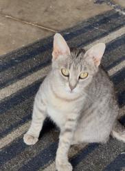 Found/Stray Female Cat last seen Off of 89th St between Eastern and Bryant - in Winfield Addition , Oklahoma City, OK 73160